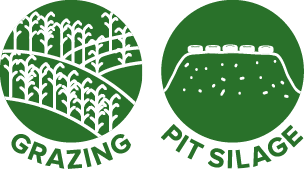 Mega Sweet - Segments.png