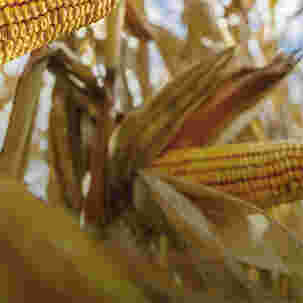 Corn